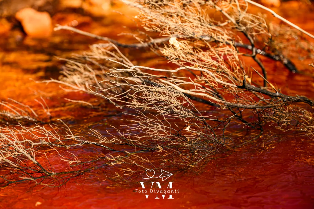 Rami secchi immersi in acqua color rosso intenso con riflessi arancioni.