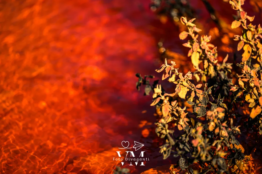 Pianta con foglie gialle, arancioni e nere vicino a superficie liquida rossa.